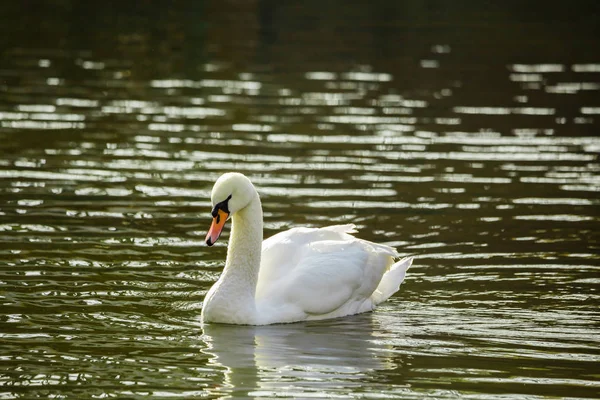 White Swan i dammen eller vid sjön. Suddig bakgrund — Stockfoto