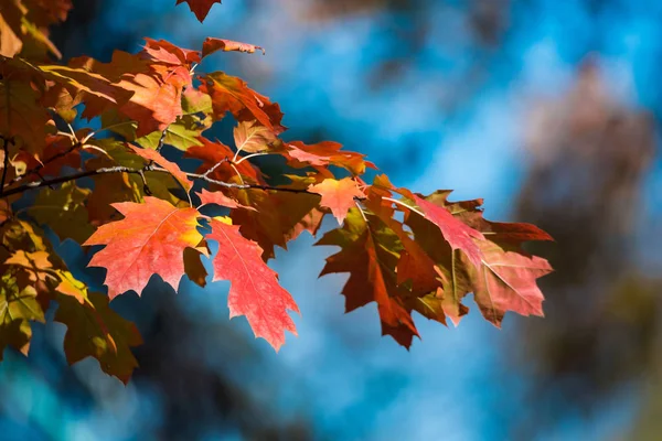 Rote und gelbe Ahornblätter vor blauem Himmel. verschwommener Hintergrund. Herbsttag. Goldener Herbst — Stockfoto