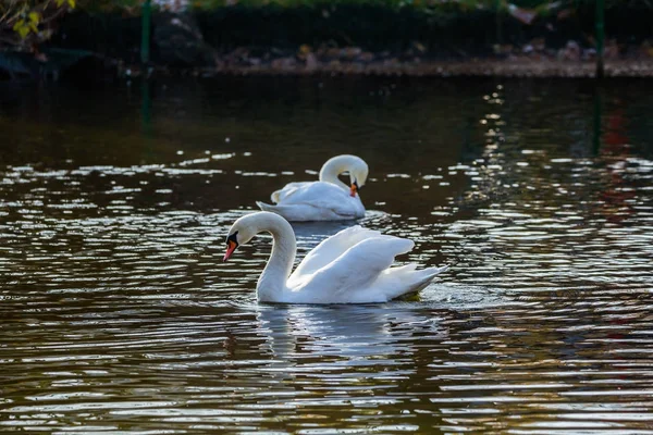 Två vita svanar på sjön eller i dammen — Stockfoto