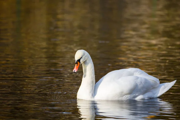 Cisne blanco en el lago o en el estanque. Fondo borroso — Foto de Stock