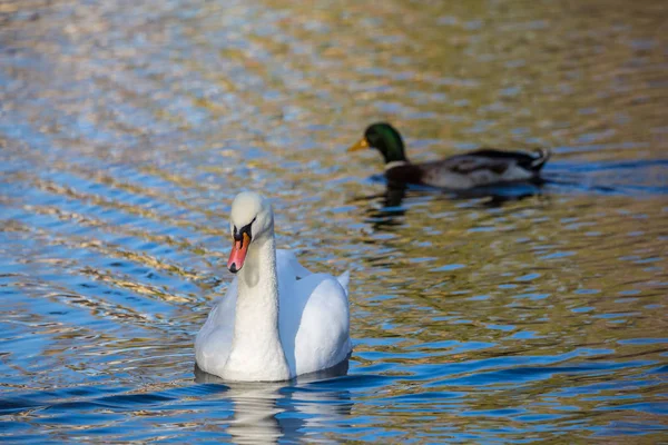 Cisne blanco en el lago o en el estanque. Fondo borroso. El pato en el fondo — Foto de Stock