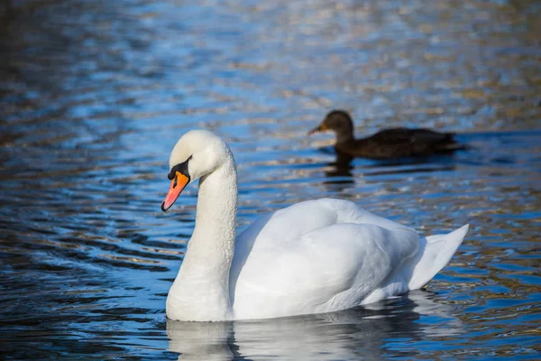 Cygne blanc sur le lac ou dans l'étang. Fond flou. Le canard en arrière-plan — Photo