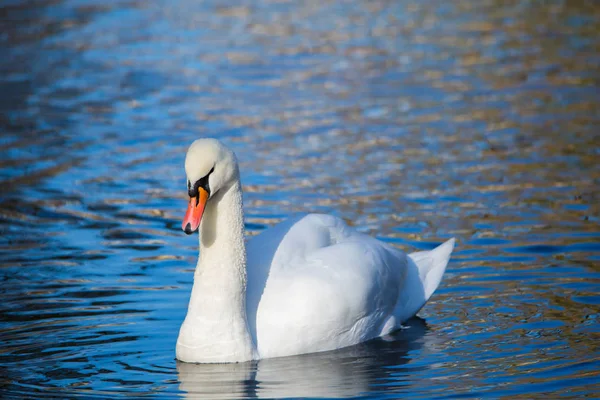 Cisne blanco en el lago o en el estanque. Fondo borroso. Cielo azul reflejado en el agua — Foto de Stock