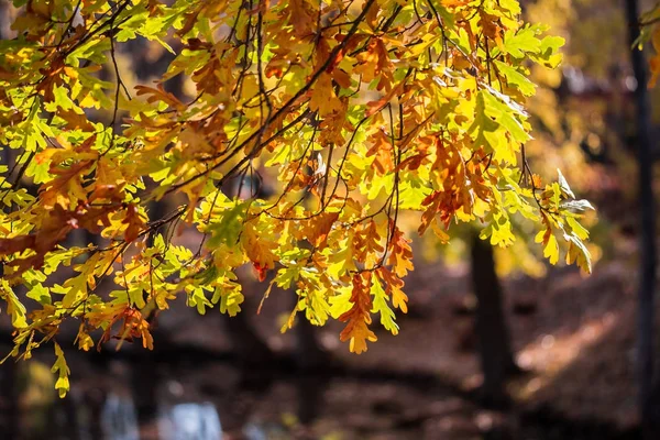 Hojas Roble Amarillo Sobre Fondo Borroso Día Otoño Hojas Que — Foto de Stock