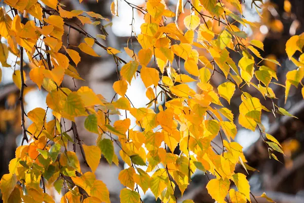 Gelbe Herbstblätter Einer Birke Goldener Herbst — Stockfoto