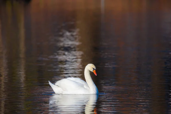 Cigno bianco sul lago o nello stagno. Sfondo sfocato — Foto Stock