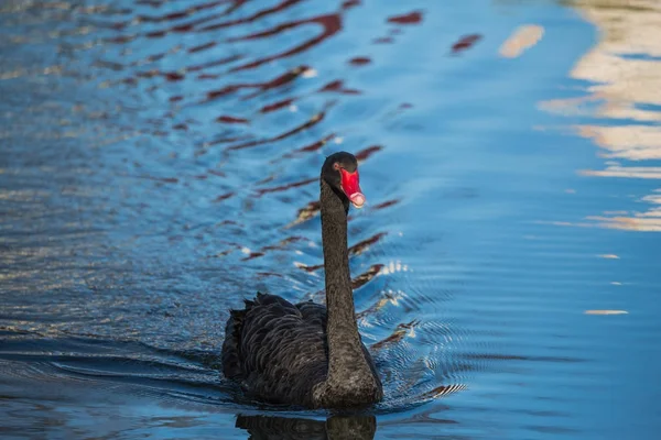 黑天鹅在湖或在池塘 蓝天倒映在水中 — 图库照片