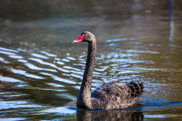 Cygne noir sur le lac ou dans l'étang — Photo