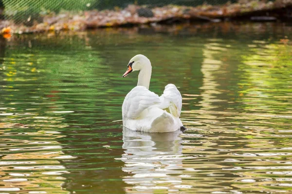 White Swan i dammen eller vid sjön. Suddig bakgrund — Stockfoto