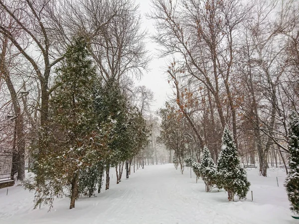 Zimní Krajina Městský Park Sněhu Sněžení — Stock fotografie