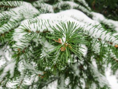 Köknar dallarda kar. Kış günü ormandaki veya Park.