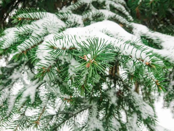 Köknar Dallarda Kar Kış Günü Ormandaki Veya Park — Stok fotoğraf