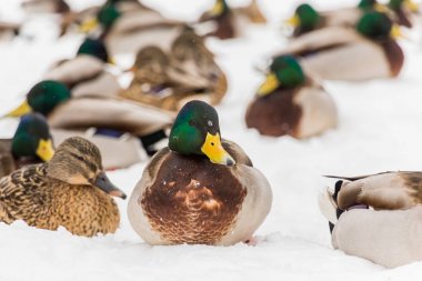 City Park karda yeşilbaş ördekler. Kış günü