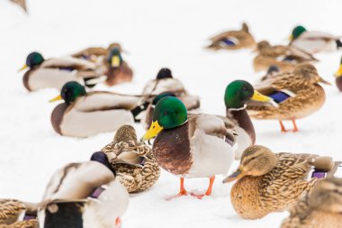 City Park karda yeşilbaş ördekler. Kış günü.