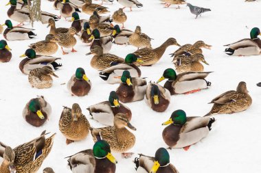 City Park karda yeşilbaş ördekler. Kış günü.