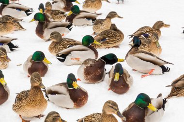 City Park karda yeşilbaş ördekler. Kış günü.
