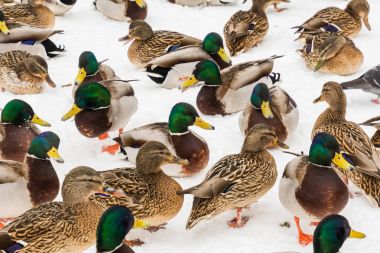 City Park karda yeşilbaş ördekler. Kış günü.