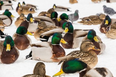 City Park karda yeşilbaş ördekler. Kış günü.