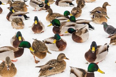 City Park karda yeşilbaş ördekler. Kış günü.