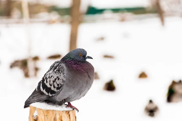 一只鸽子的特写 在城市公园的冬天天 — 图库照片