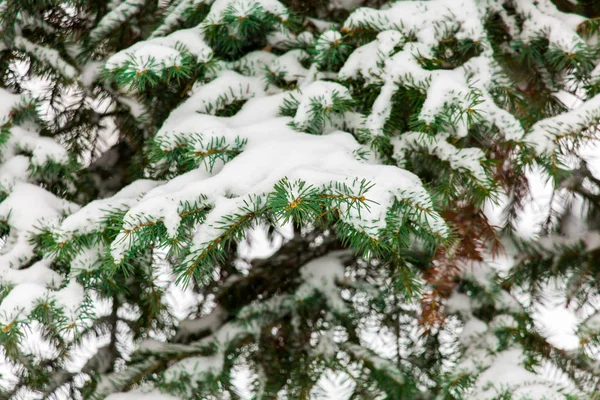 Ladin Yeşil Dallarda Kar Kış Günü Veya Şehir Parkı — Stok fotoğraf