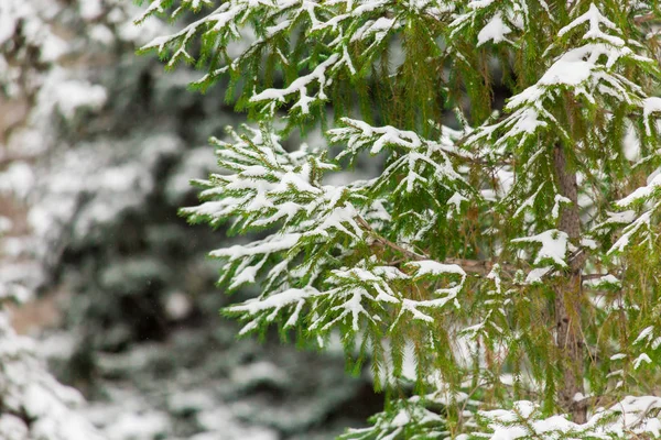Ladin Yeşil Dallarda Kar Kış Günü Veya Şehir Parkı — Stok fotoğraf