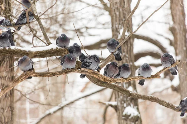 Tauben Sitzen Auf Den Ästen Der Bäume Stadtpark Wintertag — Stockfoto