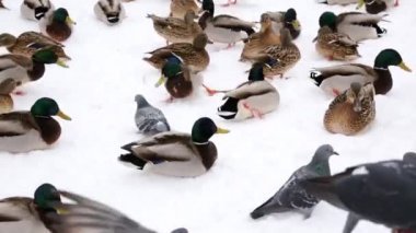 Yeşilbaş ördek ve güvercin kış City Park karda. Kümes hayvanları besleme.