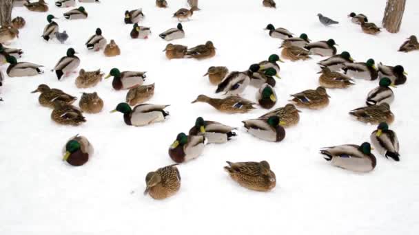 Mallard Patos Palomas Invierno Nieve Ciudad Parque Alimentación Avícola — Vídeos de Stock