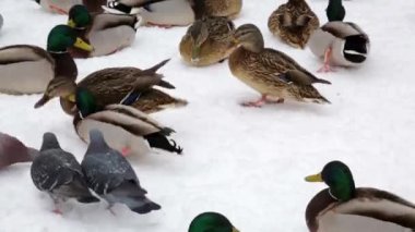 Yeşilbaş ördek ve güvercin kış City Park karda. Kümes hayvanları besleme.