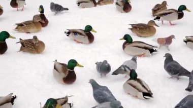 Yeşilbaş ördek ve güvercin kış City Park karda. Kümes hayvanları besleme.