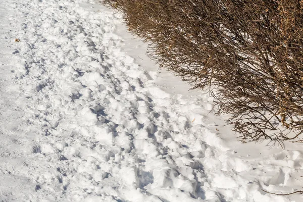 Karda Ayak Izleri Kış Günü Bush Dalları — Stok fotoğraf