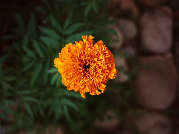 Помаранчева Квітка Міському Парку — стокове фото