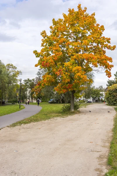 Arbre coloré solitaire dans le parc — Photo