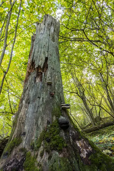 Starý nefunkční strom — Stock fotografie
