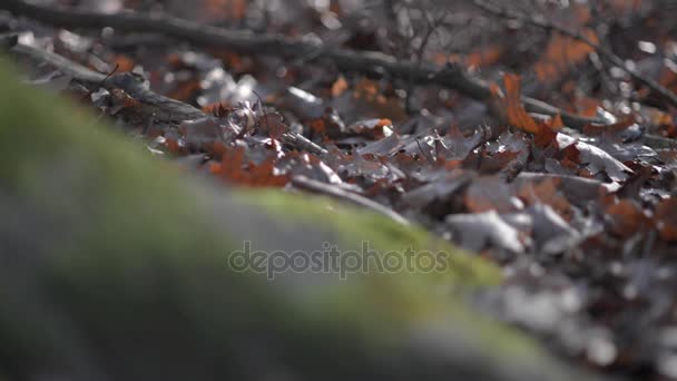 Сухе осіннє листя плавно впадає в основу дерева в красивому пишному зеленому моху на передньому плані . — стокове відео