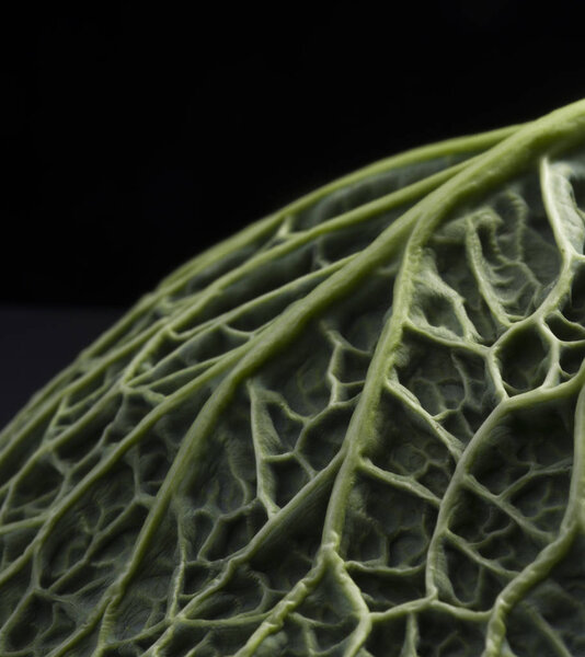 Ripe green savoy cabbage on a black background.