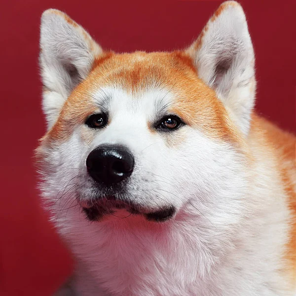Pes Akita Inu Červeném Pozadí — Stock fotografie