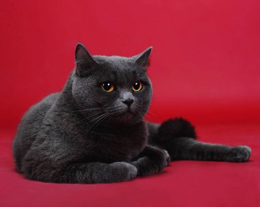 Kırmızı arka planda gri İngiliz kedisi