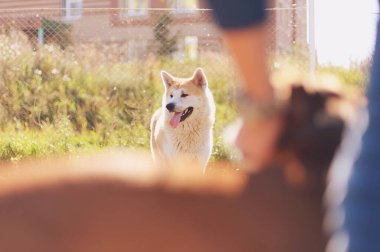  İki köpek Akita Inu ve Staffordshire Terrier oyun alanında yürür ve birlikte oynarlar, toprağı gömerler, ısırır ve kaçarlar, köpekler çok mutludurlar. Dışarıda, güneş parlak ve yaz sıcak.    
