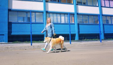 Mavi spor ayakkabılı ve kot ceketli sarışın bir kız büyük kırmızı bir köpekle şehirde dolanıyor, avluda yürüyor, panel boyunca ve çok katlı binalar boyunca. Parlak güneş, yeşil çimenler, yaşam tarzı. Koşmak, sarılmak, gülmek ve eğlenmek..