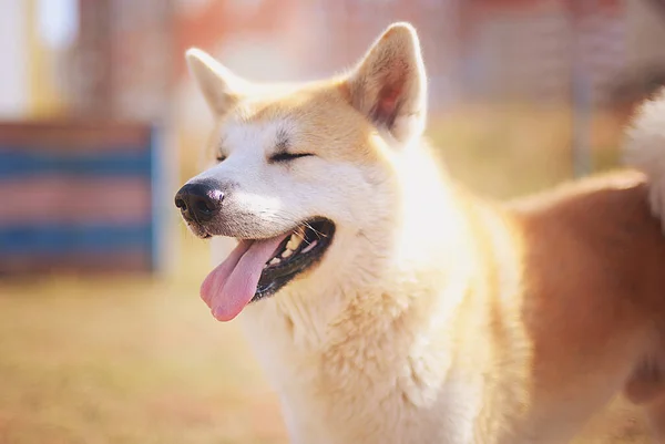 Two Dogs Akita Inu Staffordshire Terrier Walk Play Each Other — Stock Photo, Image