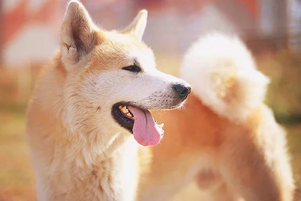 마리의 Akita Inu Staffordshire Terrier 걸어가서 플레이 그라운드에서 개들은 행복해 — 스톡 사진