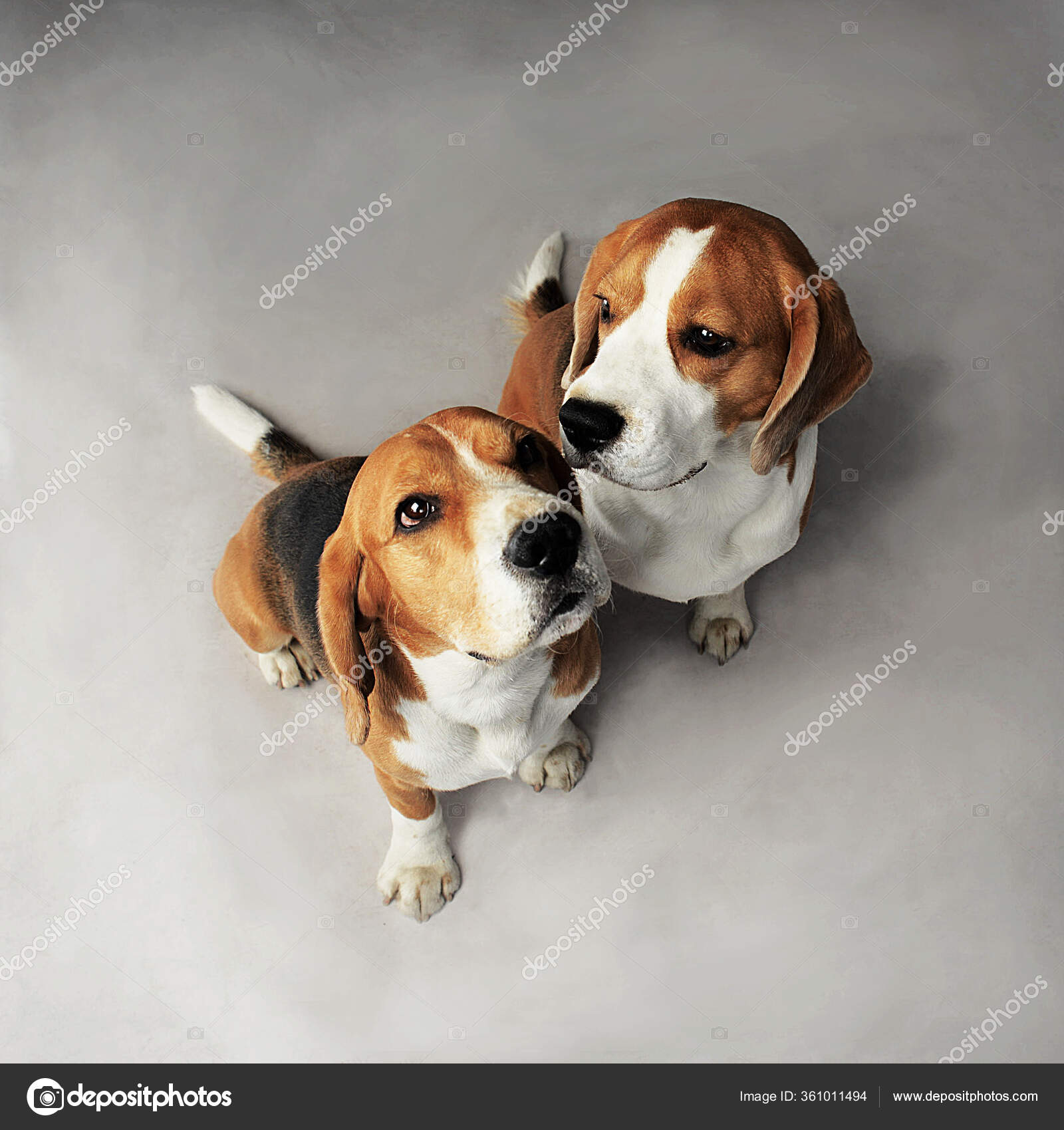 best friend pet store