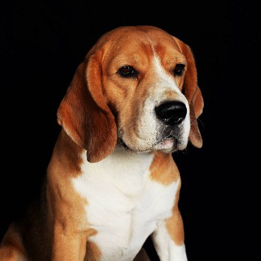 Beagle harika bir köpek cinsidir. En iyi arkadaş, evcil hayvan, evcil hayvan, ev sahibi, iki köpek, iki arkadaş, köpek yavrusu, uzun kulaklar, benekli boya, hayvan malzemeleri, evcil hayvan dükkanı, ıslak burun, sallanan kuyruk