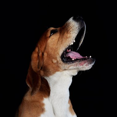 Beagle harika bir köpek cinsidir. En iyi arkadaş, evcil hayvan, evcil hayvan, ev sahibi, iki köpek, iki arkadaş, köpek yavrusu, uzun kulaklar, benekli boya, hayvan malzemeleri, evcil hayvan dükkanı, ıslak burun, sallanan kuyruk