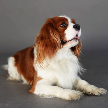 Şövalye Kral Charles Spaniel, harika bir köpek türü, en iyi arkadaş, evcil hayvan, en sevdiğim köpek yavrusu, uzun kulaklar, tüylü köpek, evcil hayvan dükkanı, hayvan malzemeleri, sarı arka plan ve gri, rüzgar esiyor, köpek gülümsüyor ve seviniyor, ıslak burun.