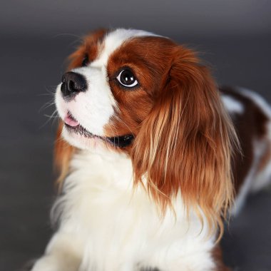 Şövalye Kral Charles Spaniel, harika bir köpek türü, en iyi arkadaş, evcil hayvan, en sevdiğim köpek yavrusu, uzun kulaklar, tüylü köpek, evcil hayvan dükkanı, hayvan malzemeleri, sarı arka plan ve gri, rüzgar esiyor, köpek gülümsüyor ve seviniyor, ıslak burun.