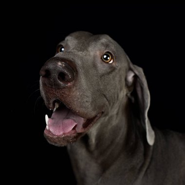 Büyük köpek cinsi Weimaraner gri ve siyah bir arka plandır, bir köpeğin yüzü, köpek havlar ve komutları yönetir. Evcil hayvan dükkanı, evcil hayvan mağazası, hayvan malzemeleri, köpek yavrusu, stüdyo fotoğrafçılığı, en iyi arkadaş, sahibine gülümseyen ve onunla oynayan, kuyruk, ıslak burun, favori.