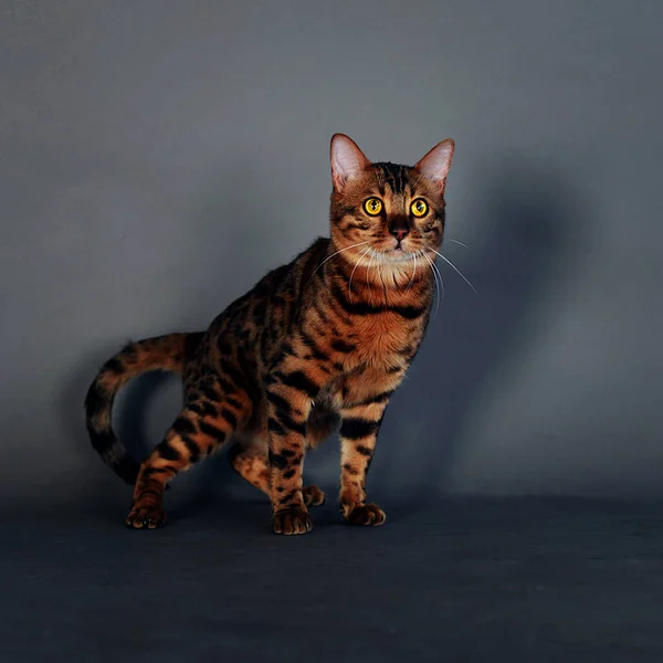 Bengal cat, spotted color, graceful, meows and purrs, hisses and arches its back, cat pet, favorite animal, on a gray background, large yellow eyes, short-haired, pet supplies, pet store